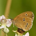 Schornsteinfeger (Aphantopus hyperantus)