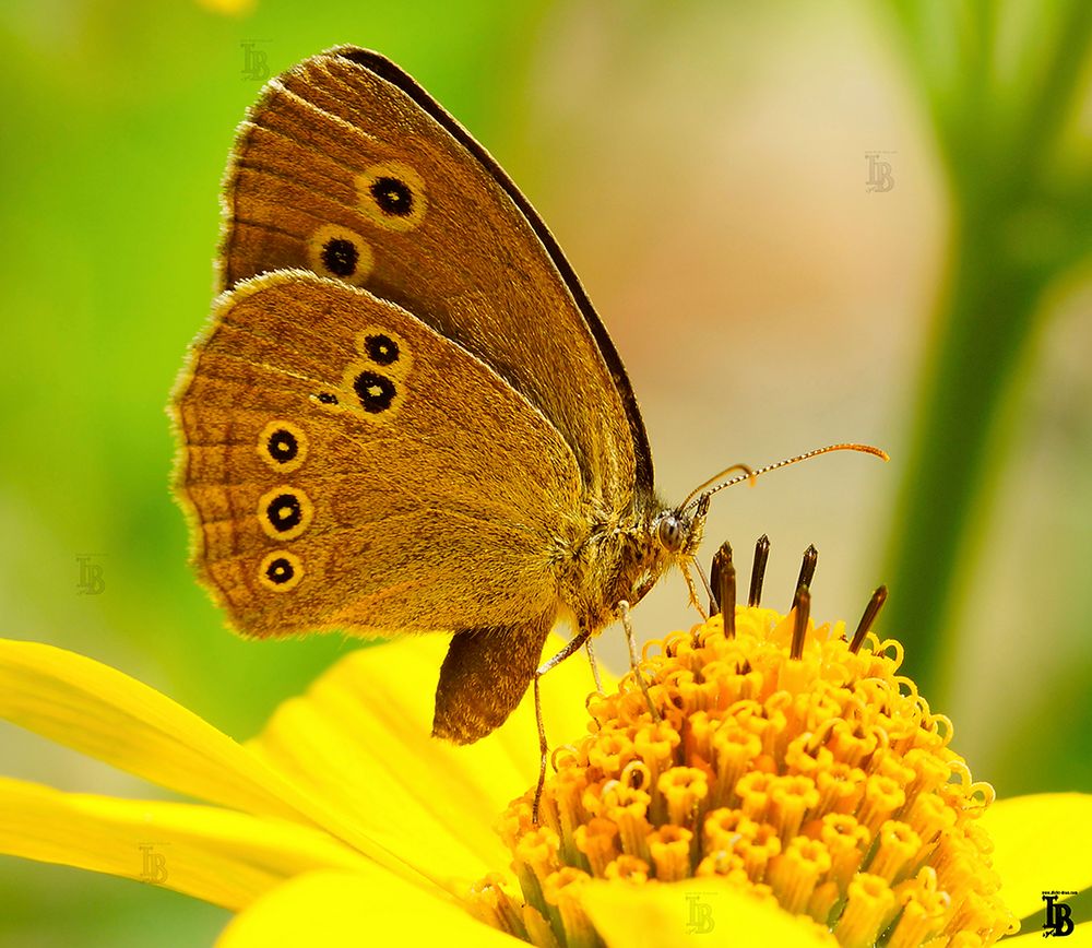 Schornsteinfeger (Aphantopus hyperantus)