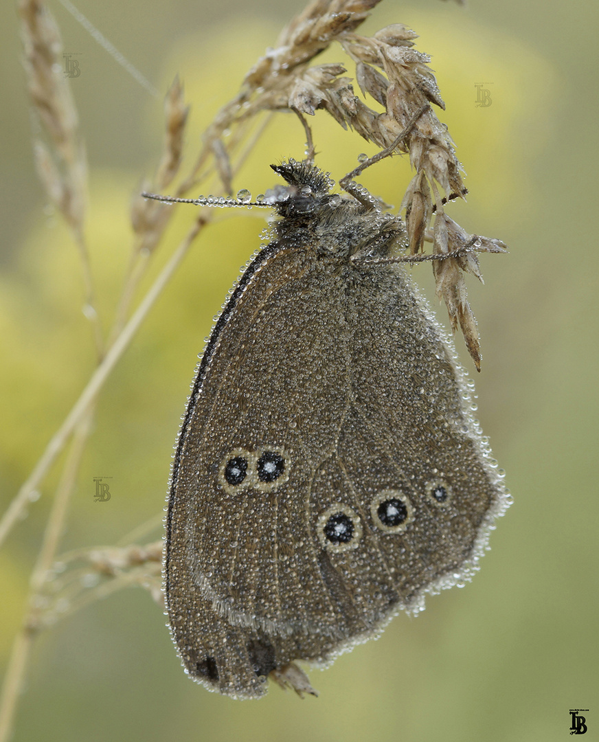 Schornsteinfeger (Aphantopus hyperantus