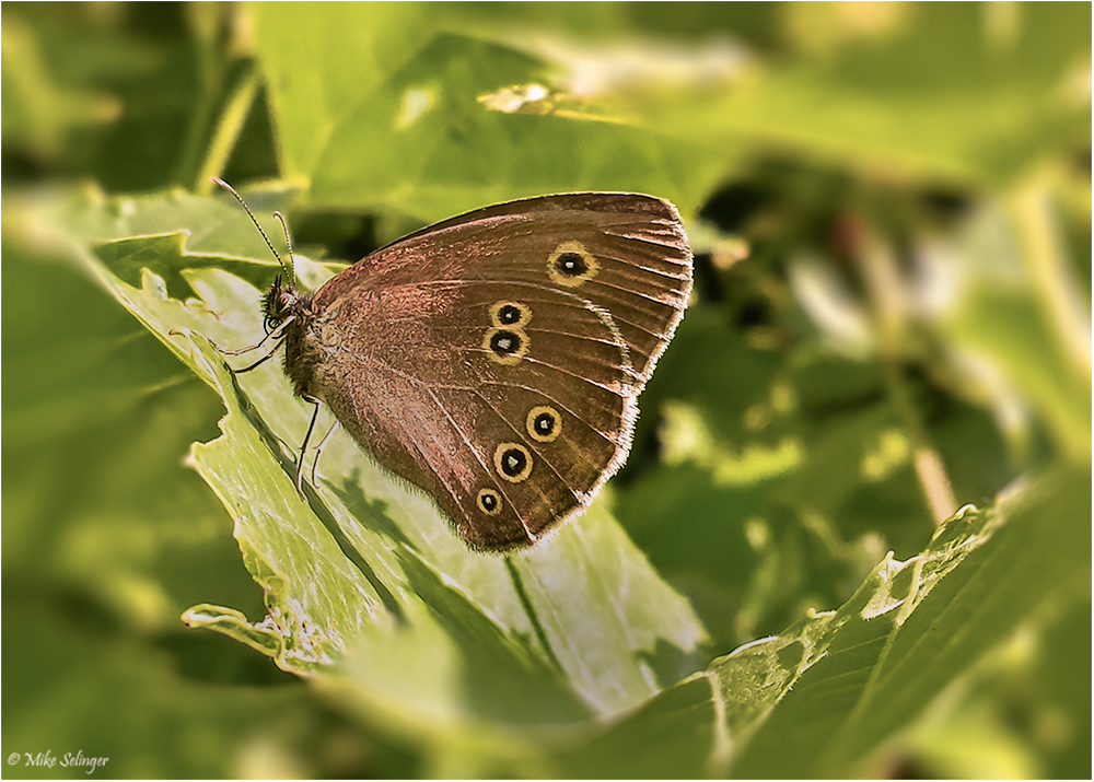 Schornsteinfeger (Aphantopus hyperantus)...