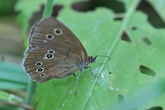 Schornsteinfeger  (Aphantopus hyperantus) seitlich