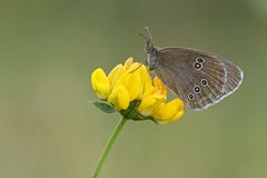 Schornsteinfeger auf Hornklee