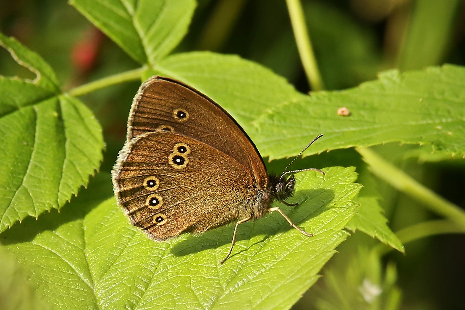 Schornsteinfeger, Brauner Waldvogel (2016_06_29_EOS 6D_6723_ji)