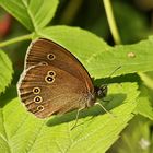 Schornsteinfeger, Brauner Waldvogel (2016_06_29_EOS 6D_6723_ji)