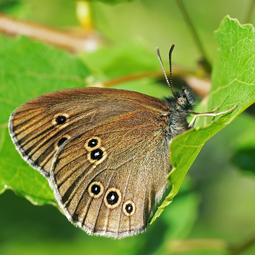 Schornsteinfeger, Brauner Waldvogel (Aphantopus hyperantus)