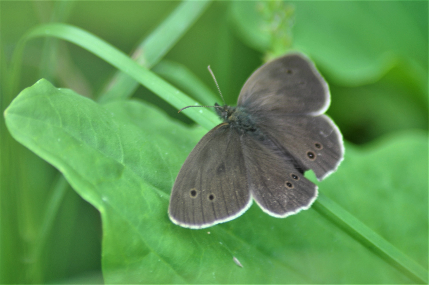 Schornsteinfeger oder auch Brauner Waldvogel