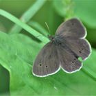 Schornsteinfeger oder auch Brauner Waldvogel