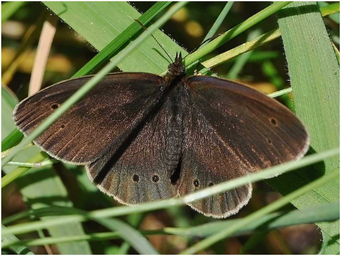 Schornsteinfeger oder Brauner Waldvogel - Aphantopus hyperantus