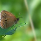 Schornsteinfeger oder  Brauner Waldvogel (Aphantopus hyperantus)