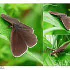 Schornsteinfeger oder brauner Waldvogel