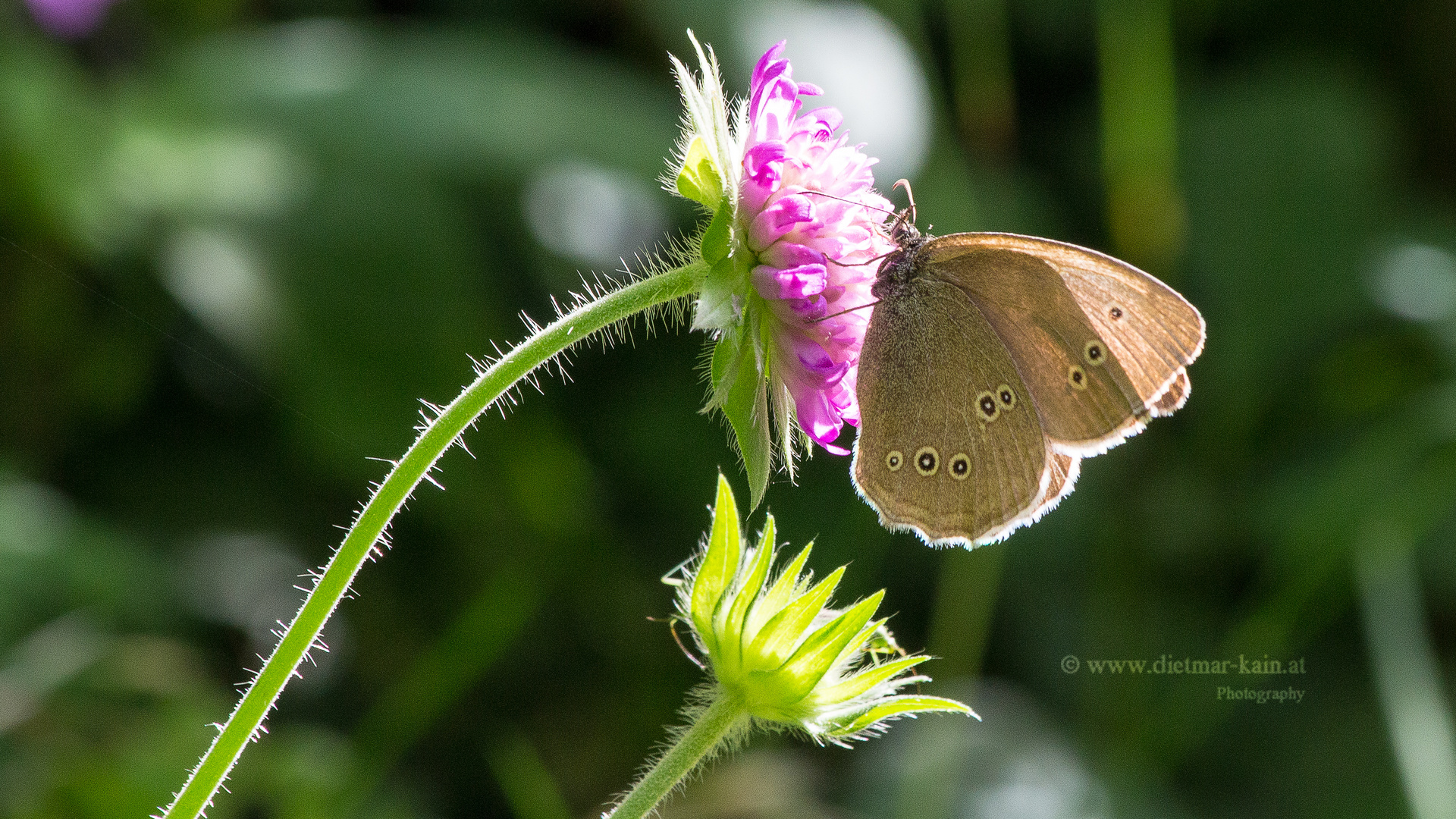 Schornsteinfeger_Brauner Waldvogel Aphantopus-huperantus