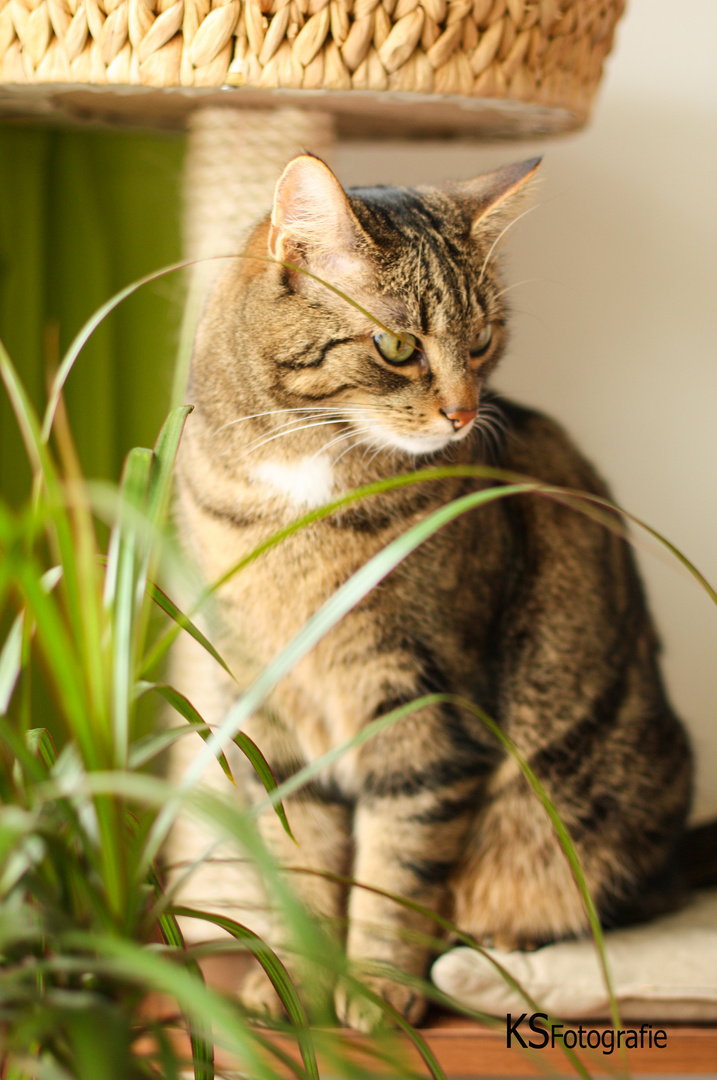 Schorschi - 2jähriger Hauskater - spielt verstecken