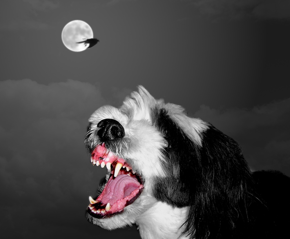 Schoßhund bei Vollmond