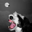 Schoßhund bei Vollmond