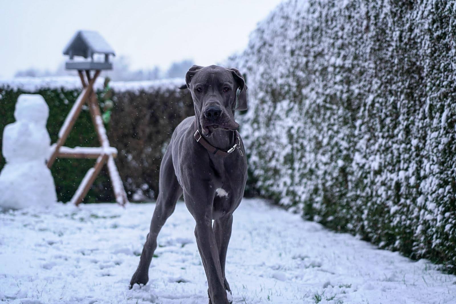 Schoßhund im Schnee 