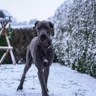 Schoßhund im Schnee 