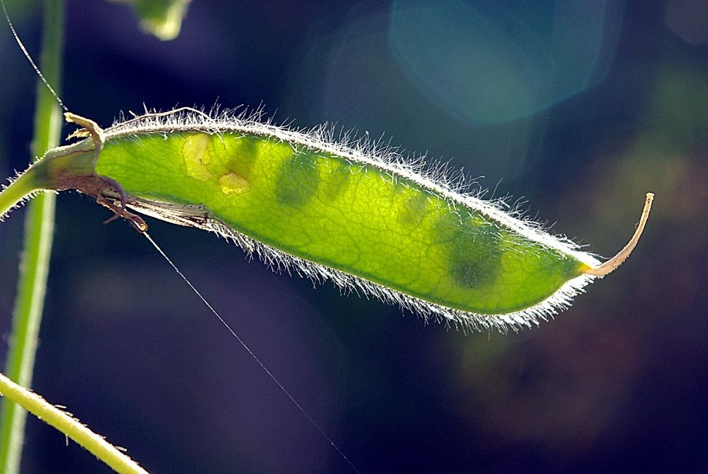 Schote einer Wicke (Vicia Sepium)