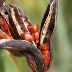 Schote im Botanischen Garten München