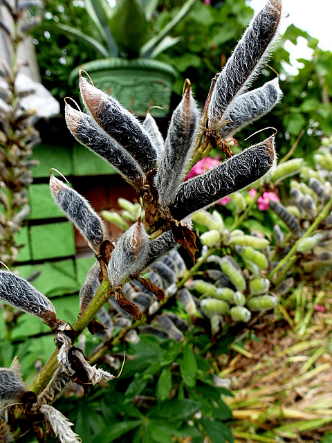 Schoten der Lupine