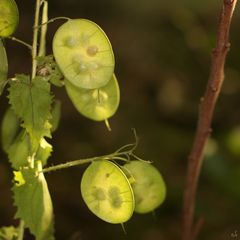 Schoten des Einjährigen Silberblattes (Lunaria annua)