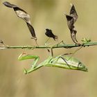 "Schotenkönigin" - Europäische Gottesanbeterin ( Mantis religiosa)