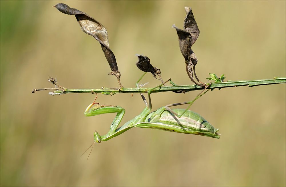 "Schotenkönigin" - Europäische Gottesanbeterin ( Mantis religiosa)