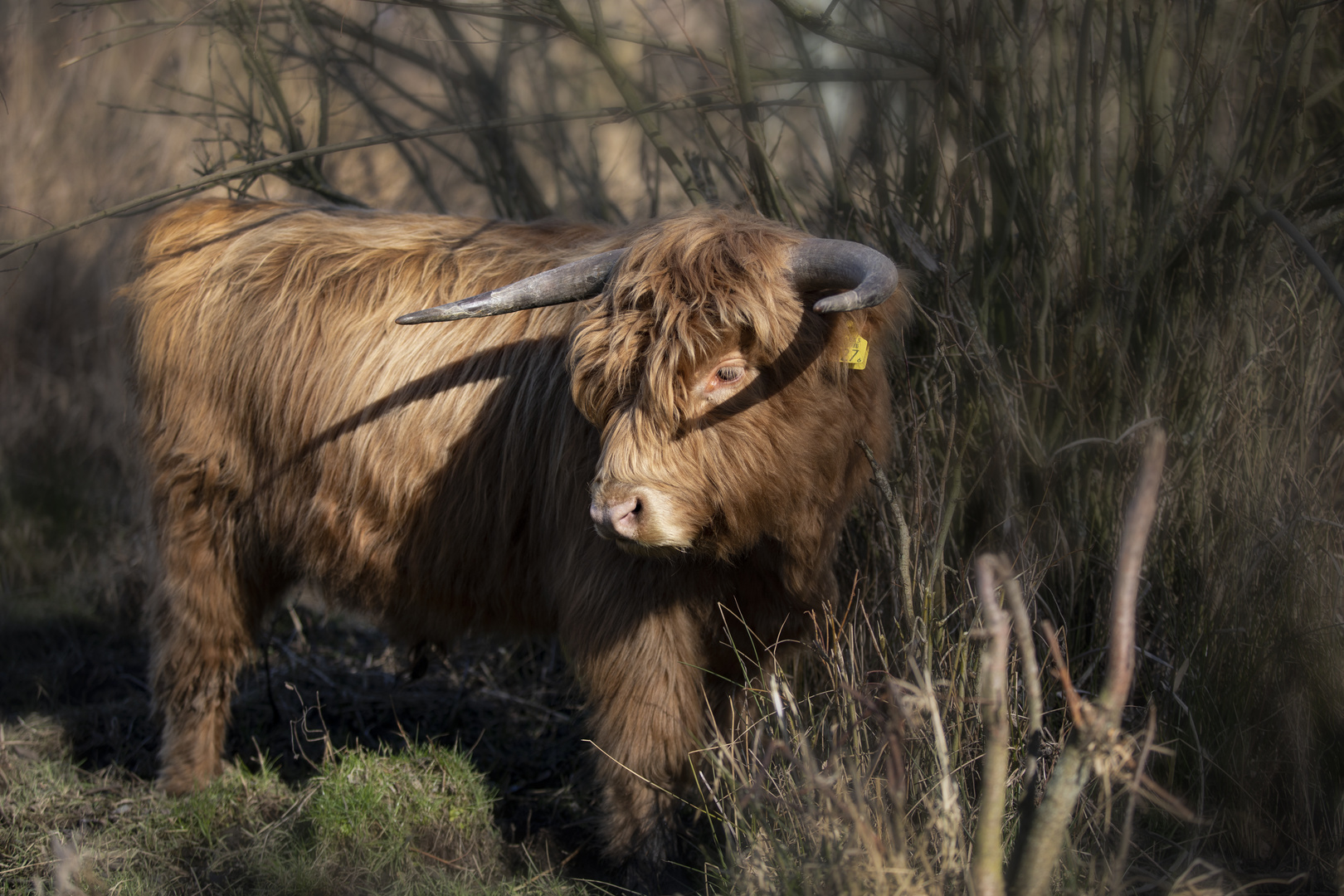 Schots Hooglander