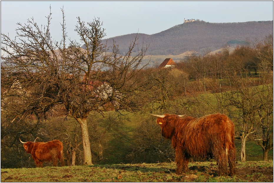 Schotten im Schwabenland