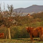 Schotten im Schwabenland