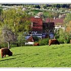 Schotten im schwäbischen Frühling...