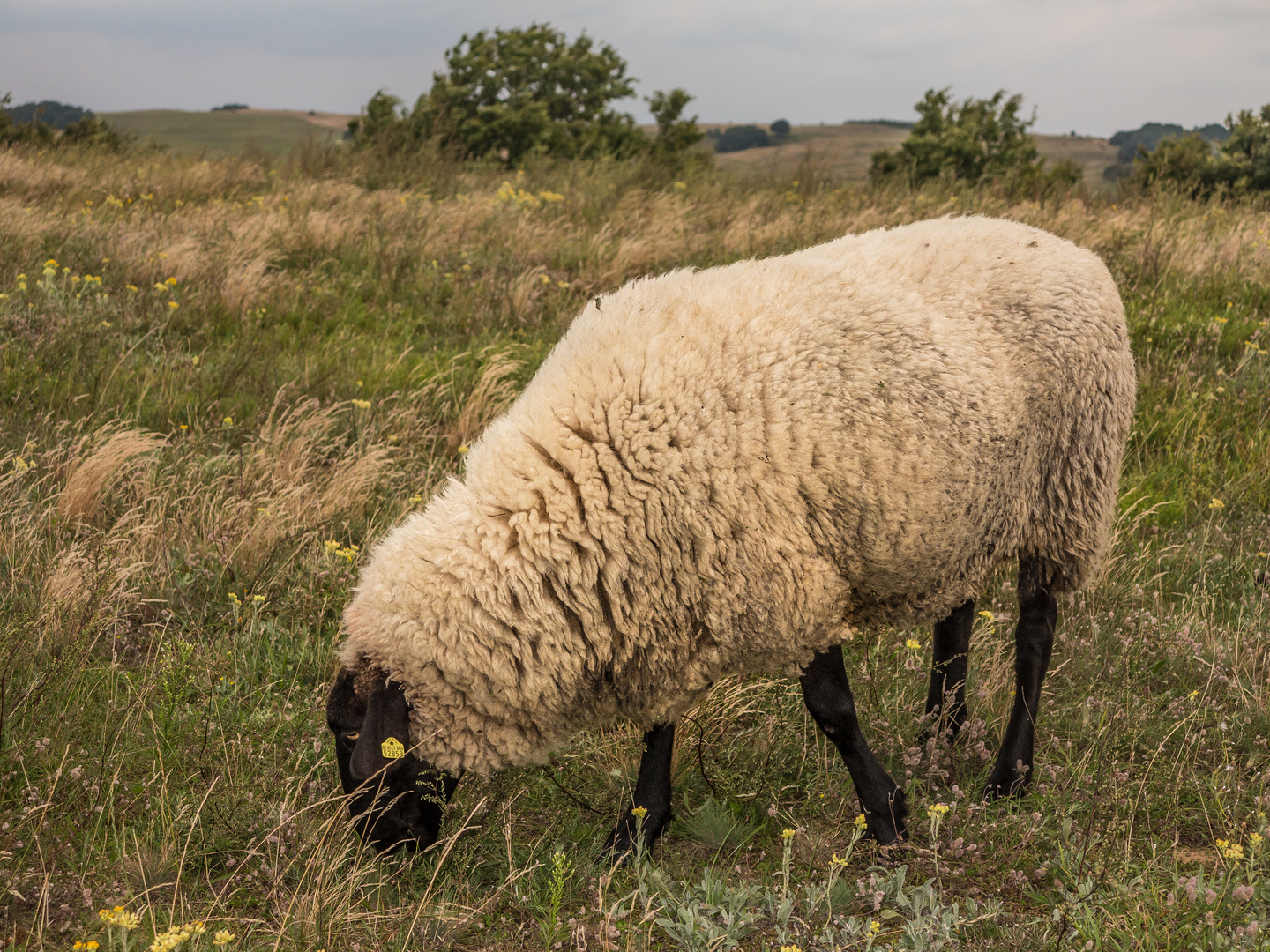 Schottenschaf?