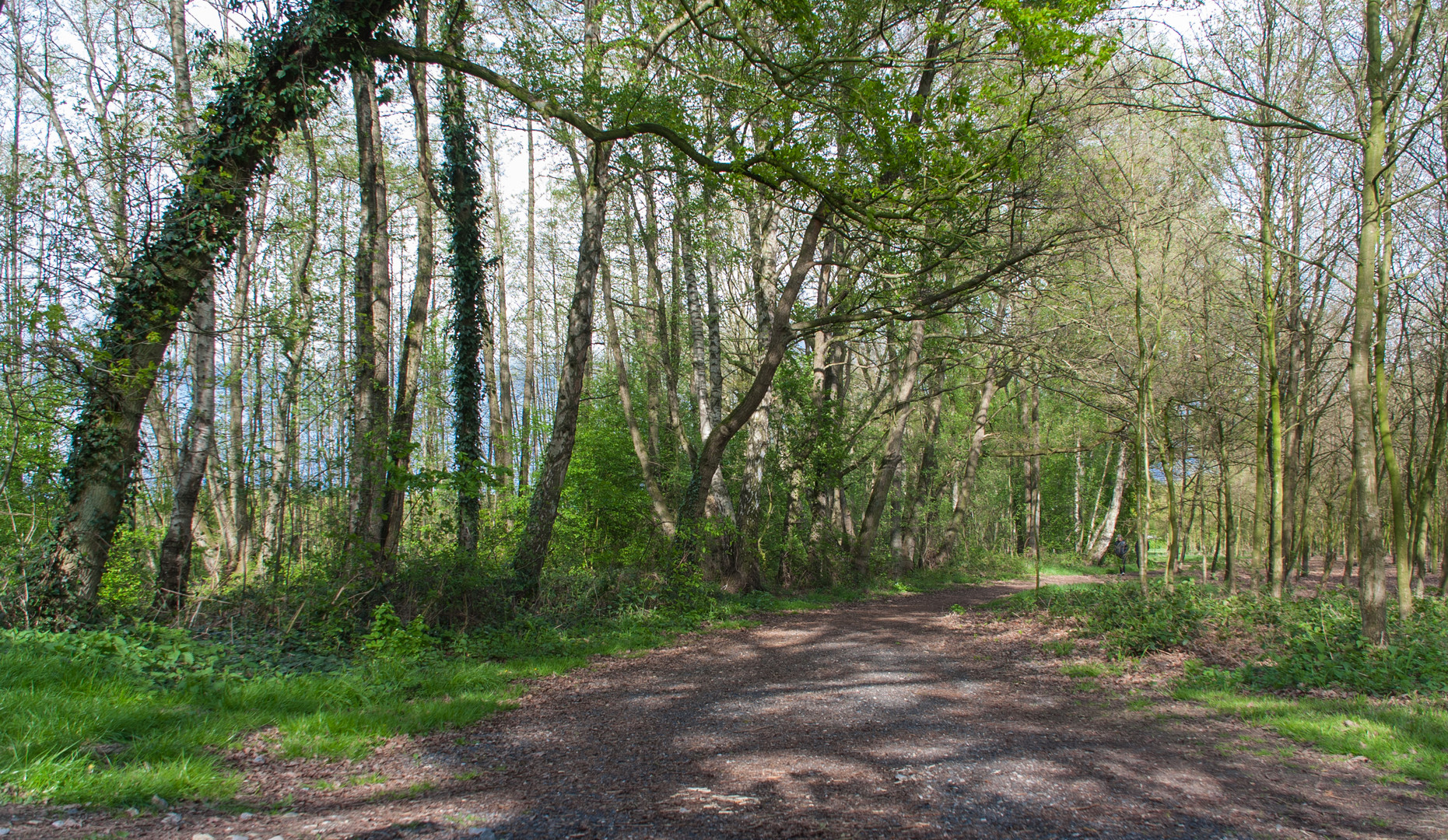 Schotterweg im Wald