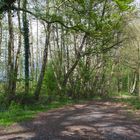 Schotterweg im Wald