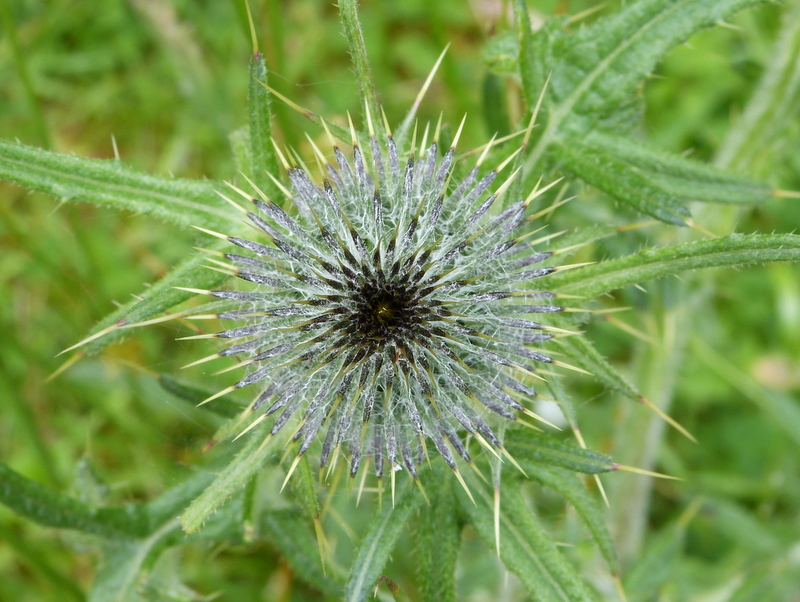 Schottische Distel