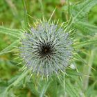 Schottische Distel