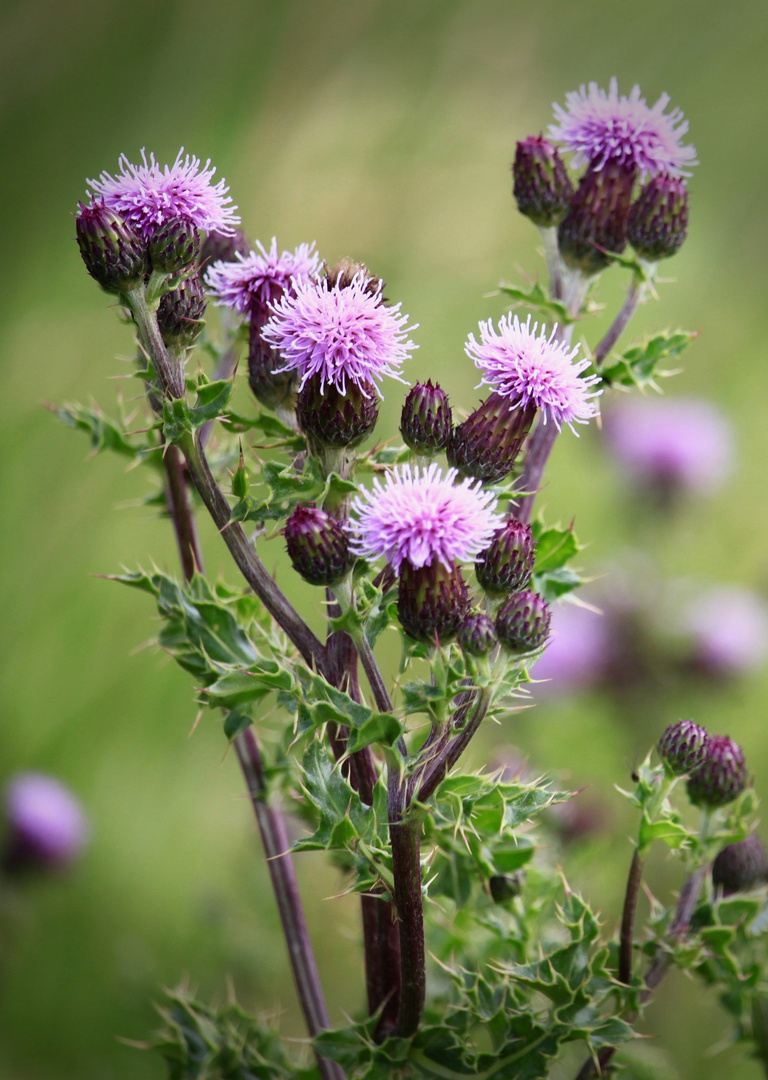 Schottische Distel