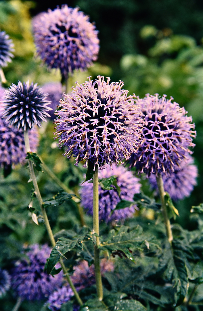 schottische Distel