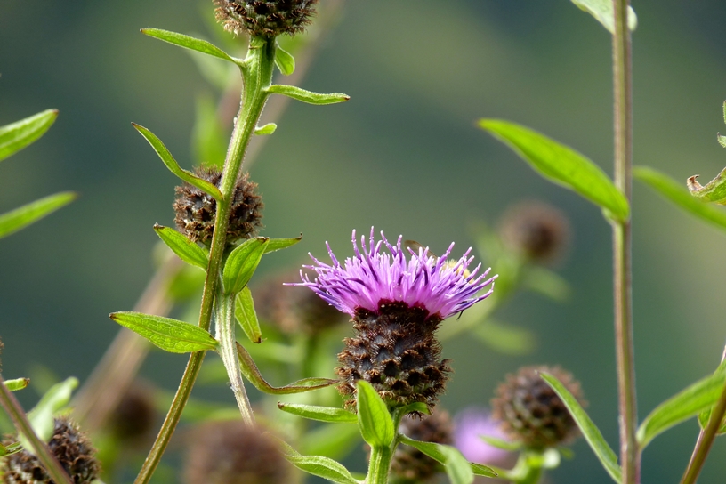 schottische Distel