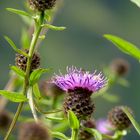 schottische Distel