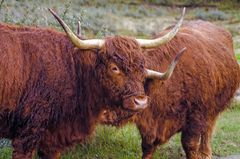 Schottische Highland Cattle