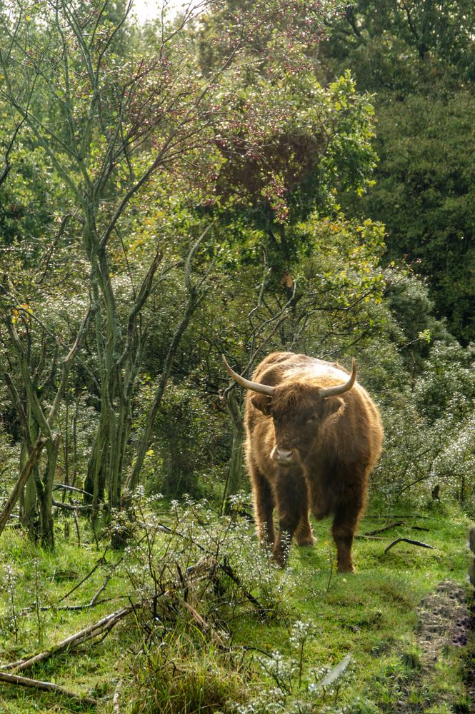 Schottische Highland Cattle