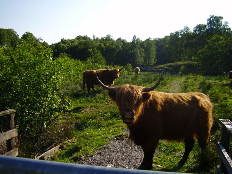 Schottische Highland Rinder