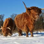 Schottische Highlandrinder 