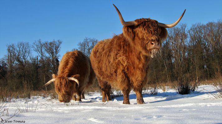 Schottische Highlandrinder