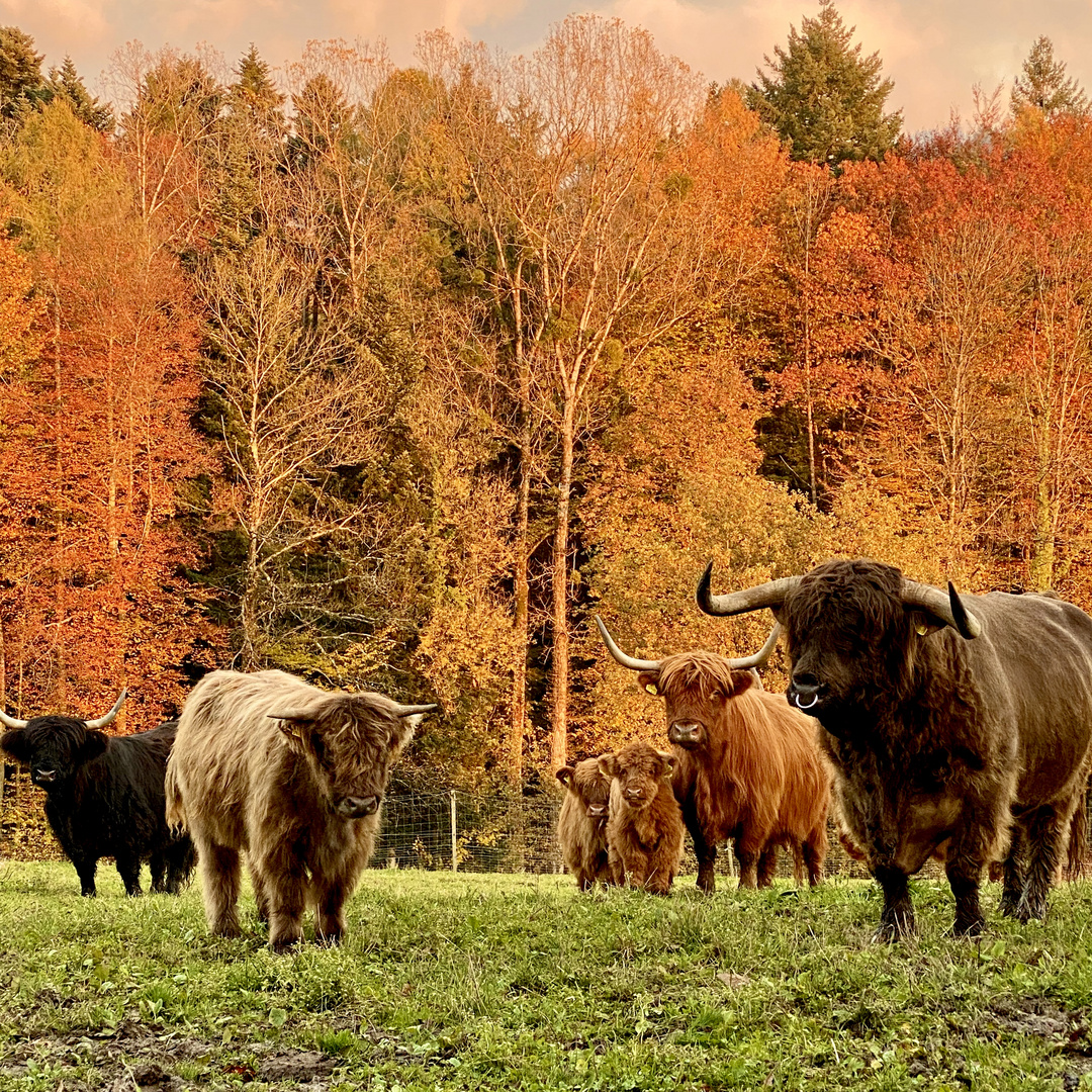 Schottische Highlandrinder im Schwarzwald