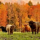 Schottische Highlandrinder im Schwarzwald