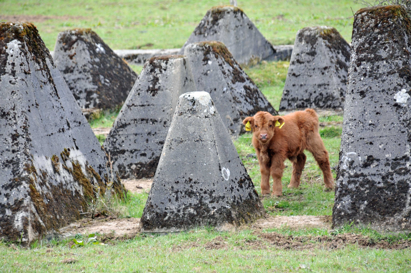 Schottische Hochlandrind, Highland Cattle oder Kyloe