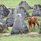 Schottische Hochlandrind, Highland Cattle oder Kyloe