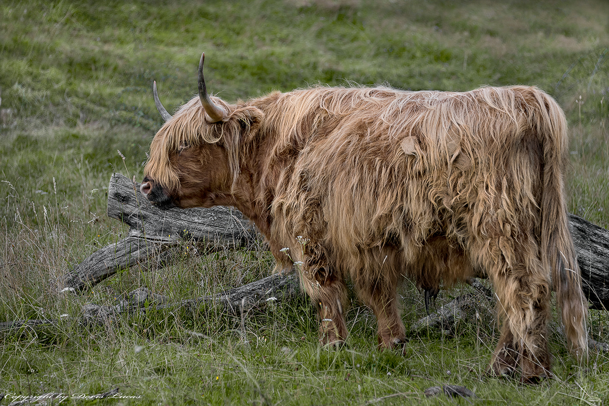 Schottische Hochlandrind, Highland Cattle oder Kyloe