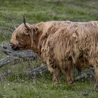 Schottische Hochlandrind, Highland Cattle oder Kyloe